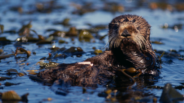 Illustration for article titled We Let Ed Sheeran Guest-Edit This List Of Fluffy Otters And He Did A Bad Job
